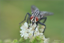 <p>MASAŘKA OBECNÁ (Sarcophaga carnaria) ---- /Common flesh fly - Graue Fleischfliege/</p>